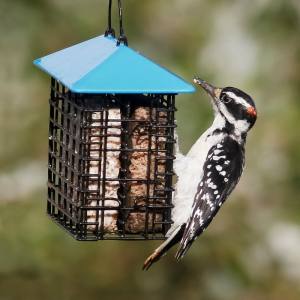Cage à Suif Double avec Toit pour oiseaux sauvages – More Birds
